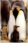 king penguin thumbnail