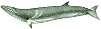 I am a minke