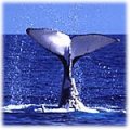 whale tail thumbnail