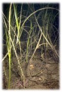 eelgrass