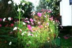 flower garden