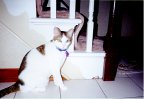 good to have a cat to use up extra film