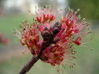 maple tree buds