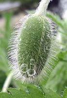 poppy pod