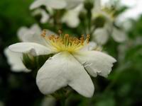 mini white rose - side view