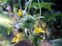 cucumber vine advancing