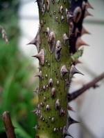 rosebush thorns