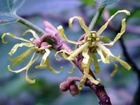 flowering witch hazel