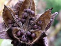 seed pods