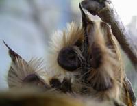 rose of sharon seeds