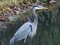 blue heron at laurel acre pond