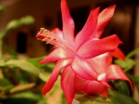 christmas cactus bloom