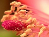 christmas cactus bloom detail