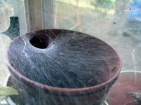 spider hole