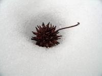 sweetgum seed pod in snow