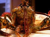 future lobster dinner staring at me