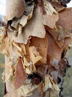 paper birch bark