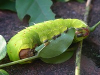 polyphemus caterpillar