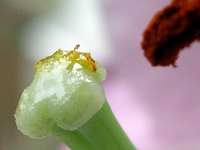 oriental lily very close