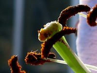 oriental lily closer