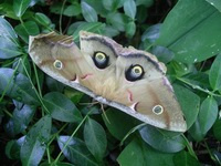 newly hatched polyphemus moth