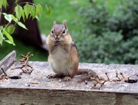 chipmonk begging