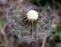 golf balls growing in my garden
