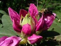 bumble bee on rhododendron