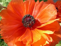 poppy flower