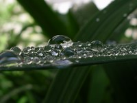 rain droplets on leaf blade
