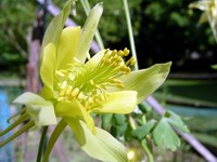 yellow columbine flower