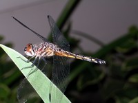 dragon fly #1