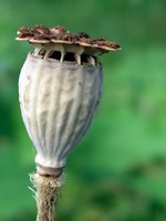 poppy seed pod