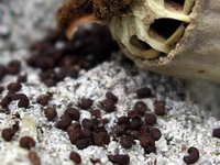 poppy seed pod detail with seeds
