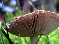 mushroom detail