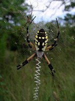nc spider