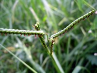grass seed detail #1