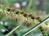 grass seed detail #2