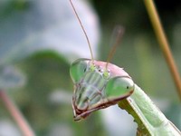 praying mantis closeup