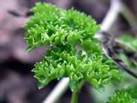 curly parsley warm winter day