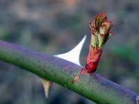 old thorn / new bud