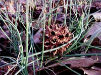 sweetgum seed ball and onion grass