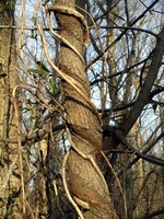 vine around trunk