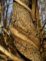 vine around truck detail