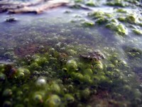 gas bubble forming on algae under water