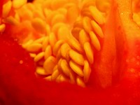 red pepper seed detail