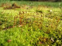moss sporophytes 