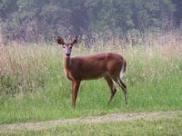 deer at valley forge #1