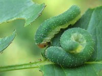 rose slugs