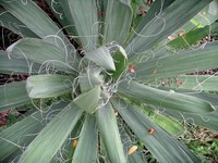yucca - view from above